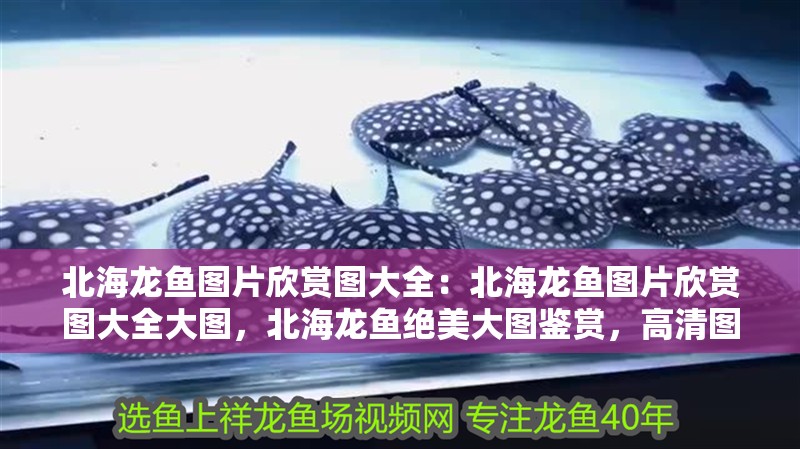 北海龍魚圖片欣賞圖大全：北海龍魚圖片欣賞圖大全大圖，北海龍魚絕美大圖鑒賞，高清圖片全集盛宴