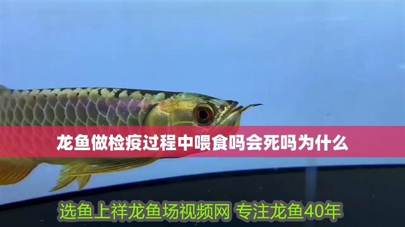 龍魚做檢疫過程中喂食嗎會死嗎為什么