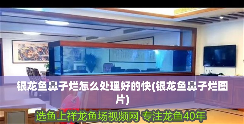 銀龍魚鼻子爛怎么處理好的快(銀龍魚鼻子爛圖片)