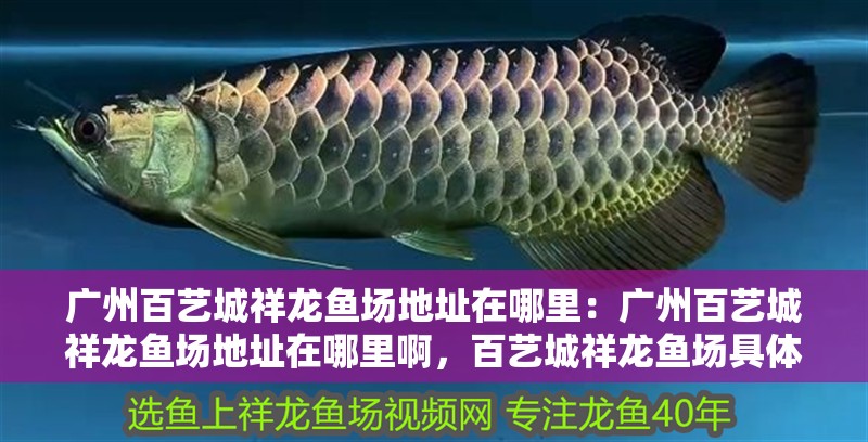 廣州百藝城祥龍魚(yú)場(chǎng)地址在哪里：廣州百藝城祥龍魚(yú)場(chǎng)地址在哪里啊，百藝城祥龍魚(yú)場(chǎng)具體位置