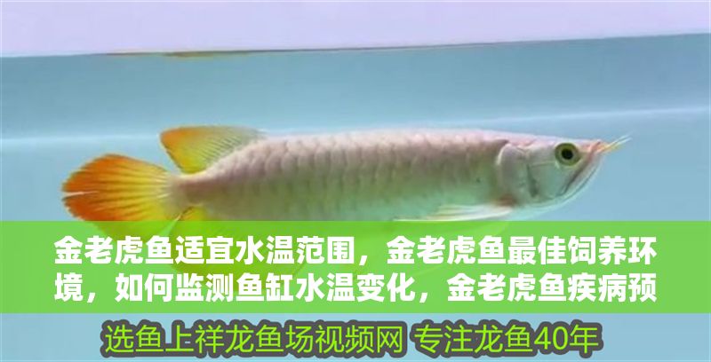 金老虎魚適宜水溫范圍，金老虎魚最佳飼養環境，如何監測魚缸水溫變化，金老虎魚疾病預防措施