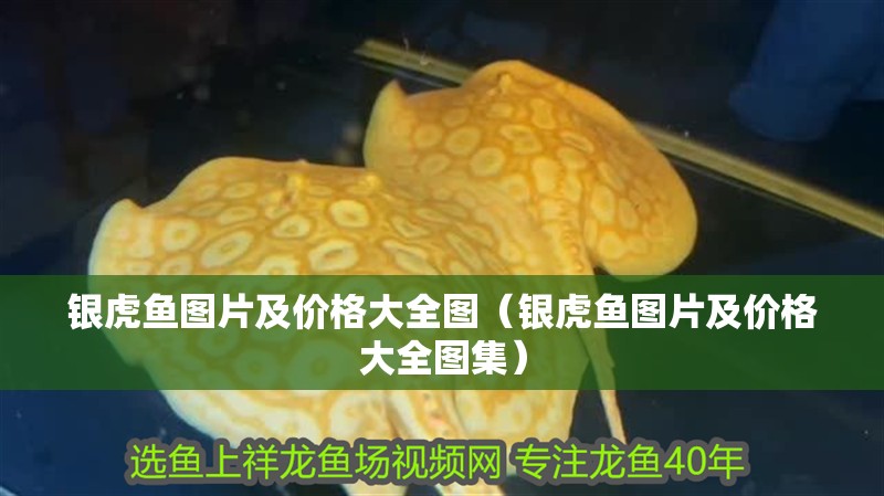 銀虎魚圖片及價格大全圖（銀虎魚圖片及價格大全圖集）