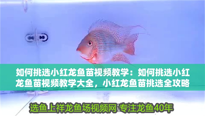 如何挑選小紅龍魚(yú)苗視頻教學(xué)：如何挑選小紅龍魚(yú)苗視頻教學(xué)大全，小紅龍魚(yú)苗挑選全攻略，視頻