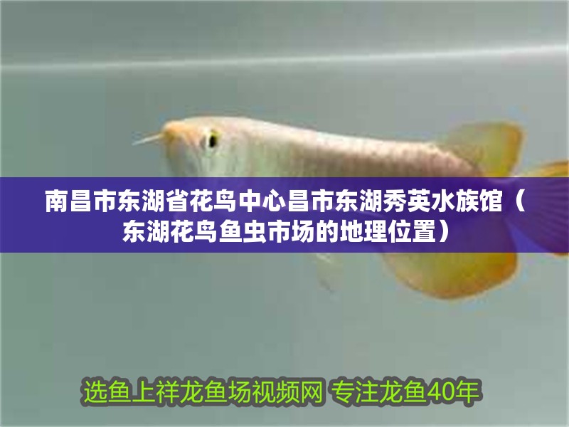 南昌市東湖省花鳥中心昌市東湖秀英水族館（東湖花鳥魚蟲市場的地理位置）