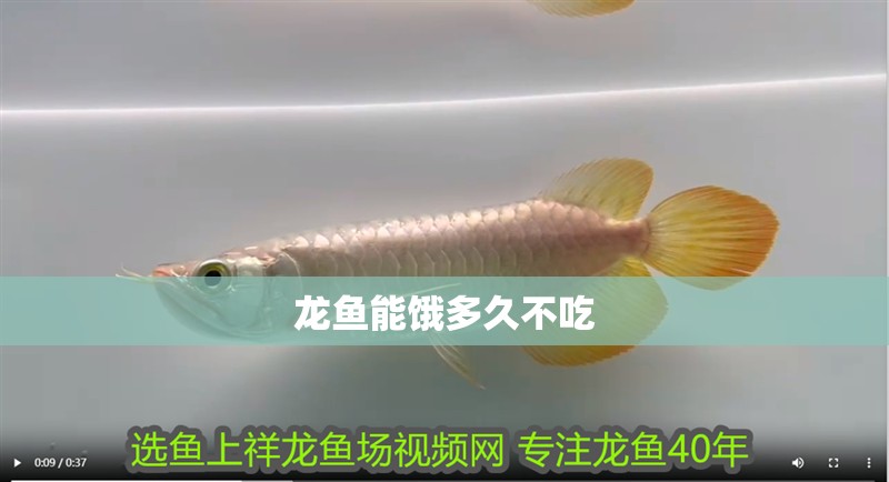 龍魚能餓多久不吃