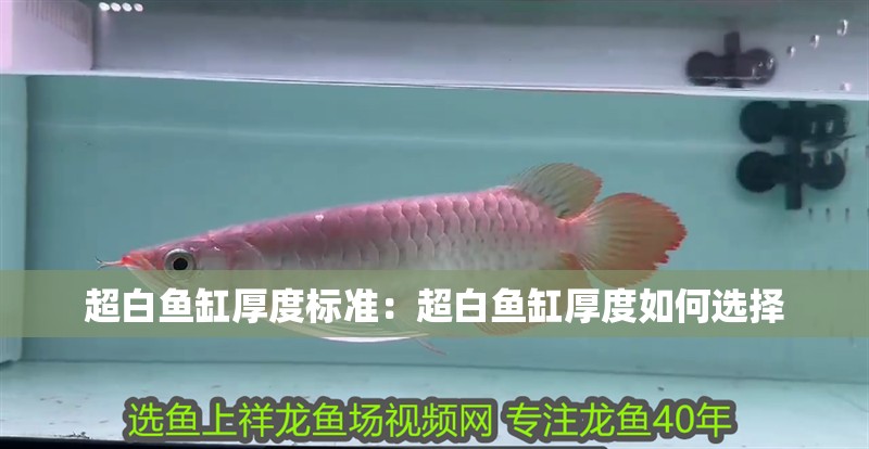 超白魚缸厚度標(biāo)準(zhǔn)：超白魚缸厚度如何選擇