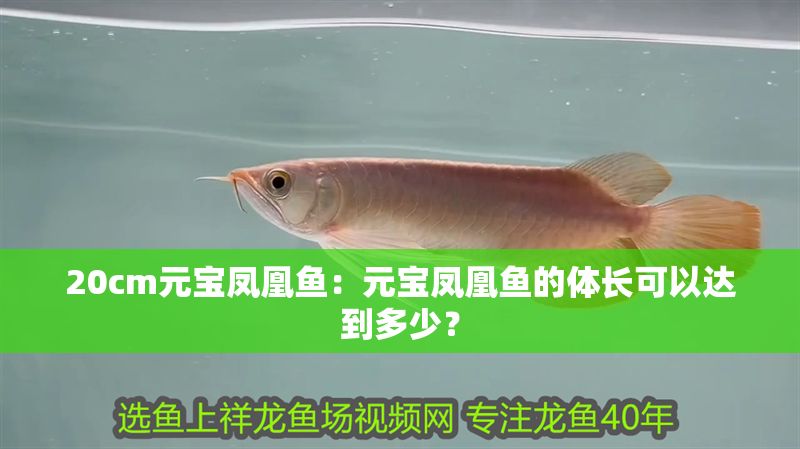 20cm元寶鳳凰魚：元寶鳳凰魚的體長可以達到多少？