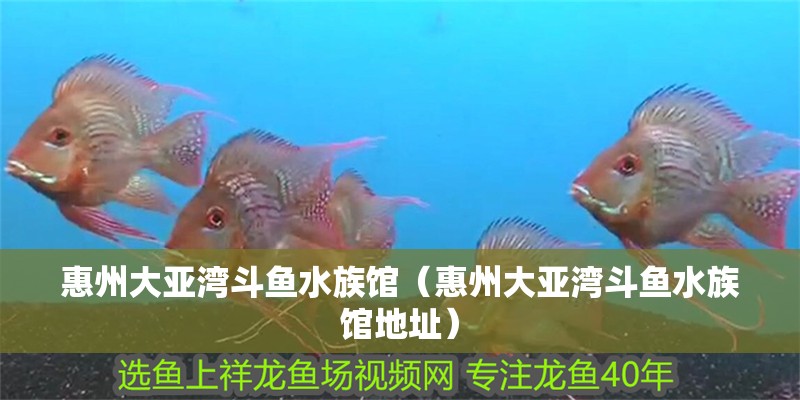 惠州大亞灣斗魚水族館（惠州大亞灣斗魚水族館地址）