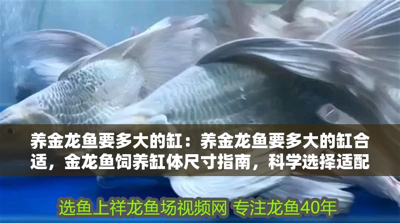 養(yǎng)金龍魚要多大的缸:養(yǎng)金龍魚要多大的缸合適,金龍魚飼養(yǎng)缸體尺寸指南,科學(xué)選擇適配水族 水族問答 養(yǎng)金龍魚要多大的缸:養(yǎng)金龍魚要多大的缸合適,金龍魚飼養(yǎng)缸體尺寸指南,科學(xué)選擇適配水族 養(yǎng)金龍魚要多大的缸:養(yǎng)金龍魚要多大的缸合適,金龍魚飼養(yǎng)缸體尺寸指南,科學(xué)選擇適配水族 水族問答