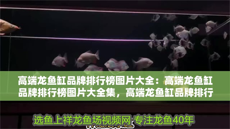 高端龍魚缸品牌排行榜圖片大全：高端龍魚缸品牌排行榜圖片大全集，高端龍魚缸品牌排行榜