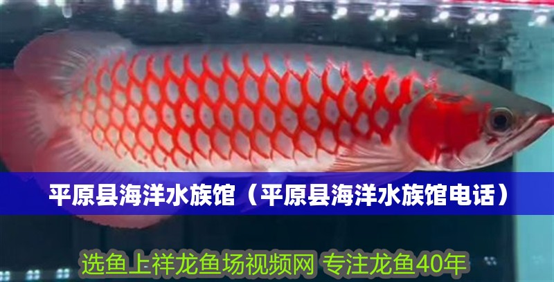 平原縣海洋水族館（平原縣海洋水族館電話）