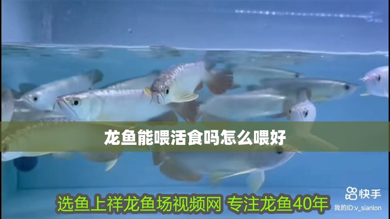 龍魚(yú)能喂活食嗎怎么喂好
