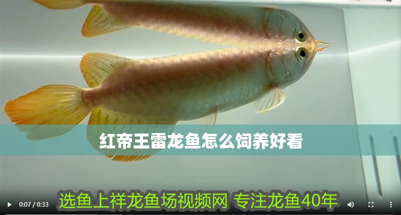 紅帝王雷龍魚怎么飼養(yǎng)好看 龍魚百科 紅帝王雷龍魚怎么飼養(yǎng)好看 紅帝王雷龍魚怎么飼養(yǎng)好看 龍魚百科