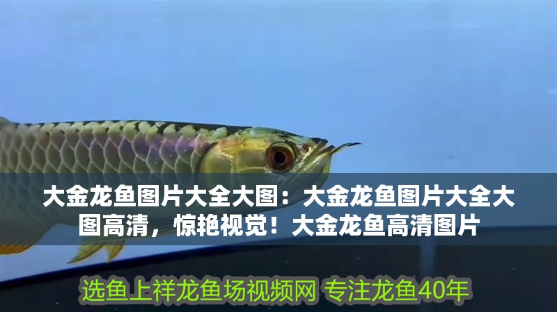 大金龍魚圖片大全大圖：大金龍魚圖片大全大圖高清，驚艷視覺！大金龍魚高清圖片