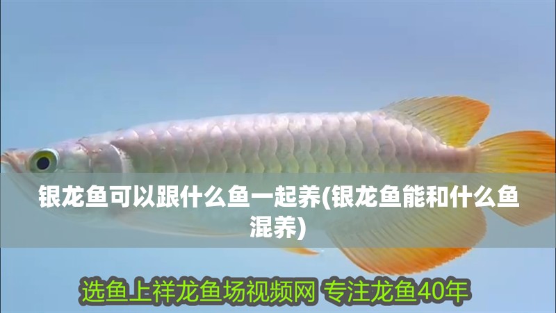 銀龍魚可以跟什么魚一起養(銀龍魚能和什么魚混養)