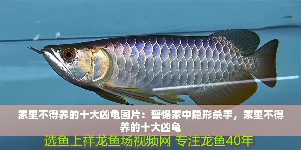 家里不得養的十大兇龜圖片：警惕家中隱形殺手，家里不得養的十大兇龜