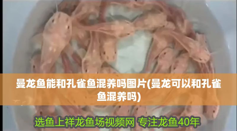 曼龍魚能和孔雀魚混養嗎圖片(曼龍可以和孔雀魚混養嗎)