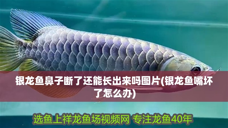 銀龍魚鼻子斷了還能長出來嗎圖片(銀龍魚嘴壞了怎么辦)