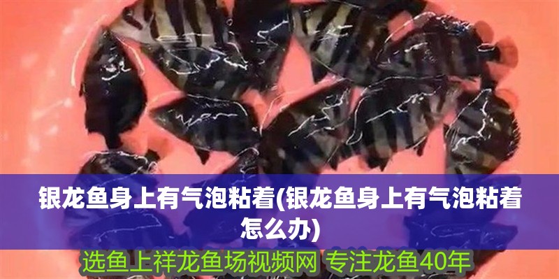 銀龍魚身上有氣泡粘著(銀龍魚身上有氣泡粘著怎么辦)