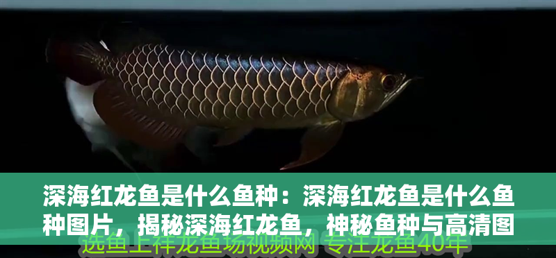 深海紅龍魚是什么魚種：深海紅龍魚是什么魚種圖片，揭秘深海紅龍魚，神秘魚種與高清圖片全解析