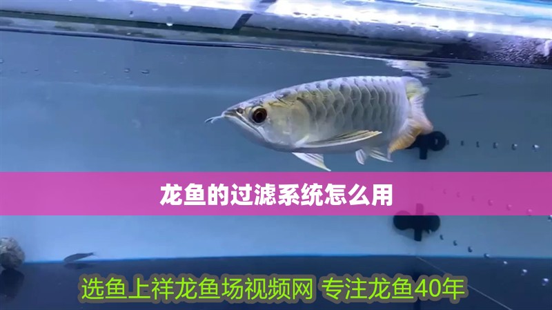 龍魚的過濾系統(tǒng)怎么用