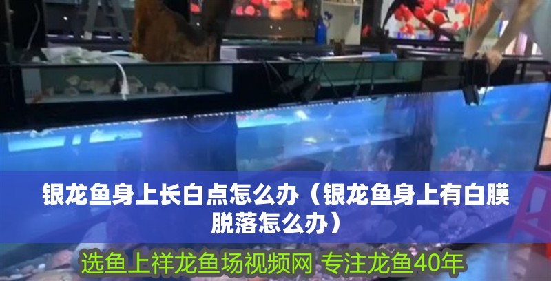 銀龍魚身上長白點怎么辦（銀龍魚身上有白膜脫落怎么辦）