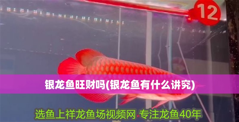 銀龍魚旺財嗎(銀龍魚有什么講究)