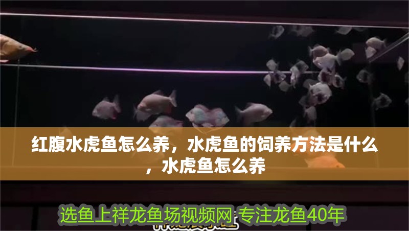 紅腹水虎魚怎么養，水虎魚的飼養方法是什么，水虎魚怎么養