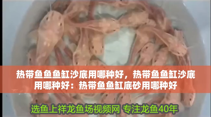 熱帶魚魚魚缸沙底用哪種好，熱帶魚魚缸沙底用哪種好：熱帶魚魚缸底砂用哪種好