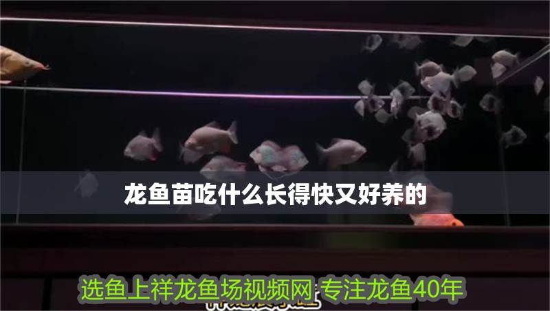 龍魚苗吃什么長得快又好養(yǎng)的
