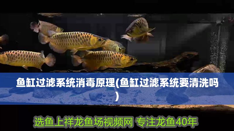 魚缸過濾系統(tǒng)消毒原理(魚缸過濾系統(tǒng)要清洗嗎)