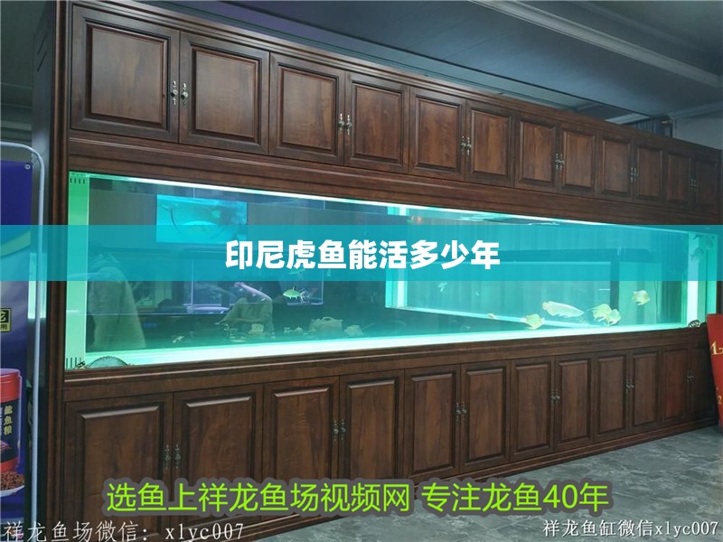 印尼虎魚(yú)能活多少年