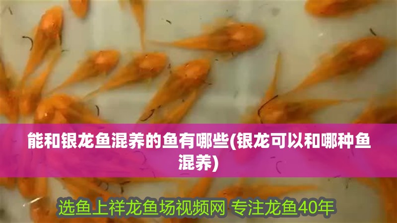 能和銀龍魚混養(yǎng)的魚有哪些(銀龍可以和哪種魚混養(yǎng))