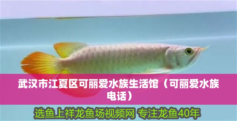 武漢市江夏區可麗愛水族生活館（可麗愛水族電話）