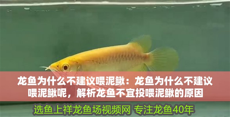 龍魚為什么不建議喂泥鰍：龍魚為什么不建議喂泥鰍呢，解析龍魚不宜投喂泥鰍的原因