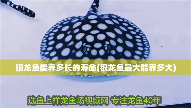 銀龍魚能養多長的壽命(銀龍魚最大能養多大)