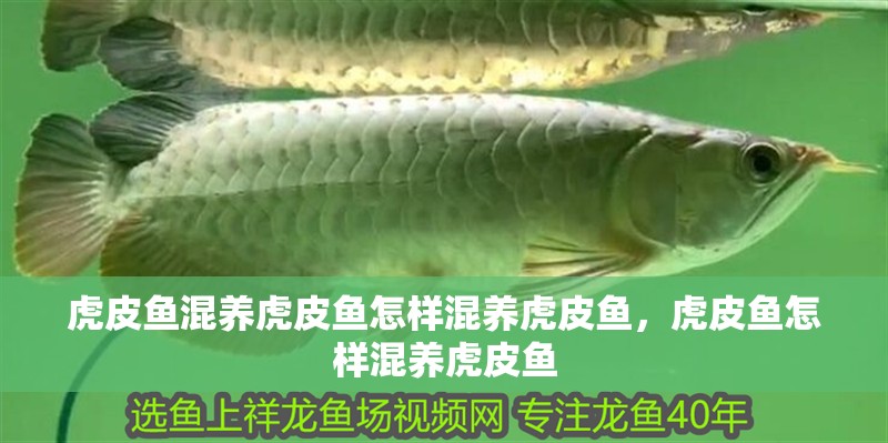 虎皮魚混養(yǎng)虎皮魚怎樣混養(yǎng)虎皮魚，虎皮魚怎樣混養(yǎng)虎皮魚