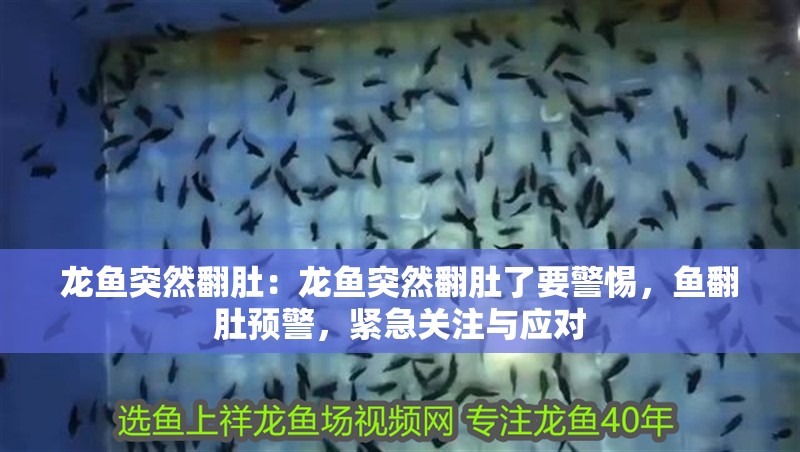 龍魚突然翻肚：龍魚突然翻肚了要警惕，魚翻肚預警，緊急關注與應對