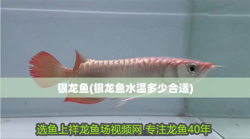 銀龍魚(銀龍魚水溫多少合適)