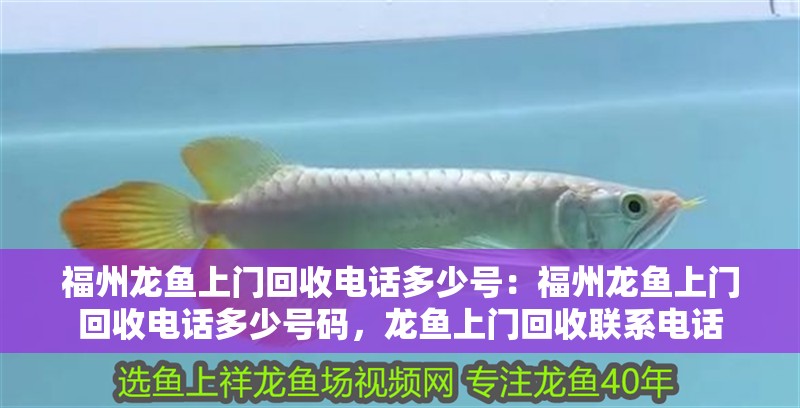 福州龍魚上門回收電話多少號：福州龍魚上門回收電話多少號碼，龍魚上門回收聯系電話