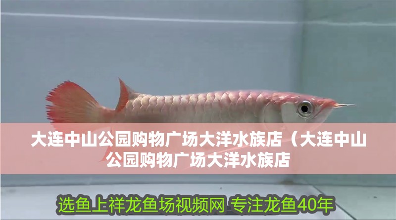 大連中山公園購物廣場大洋水族店（大連中山公園購物廣場大洋水族店 大連中山公園購物廣場大洋水族店（大連中山公園購物廣場大洋水族店 全國水族館企業名錄 第2張