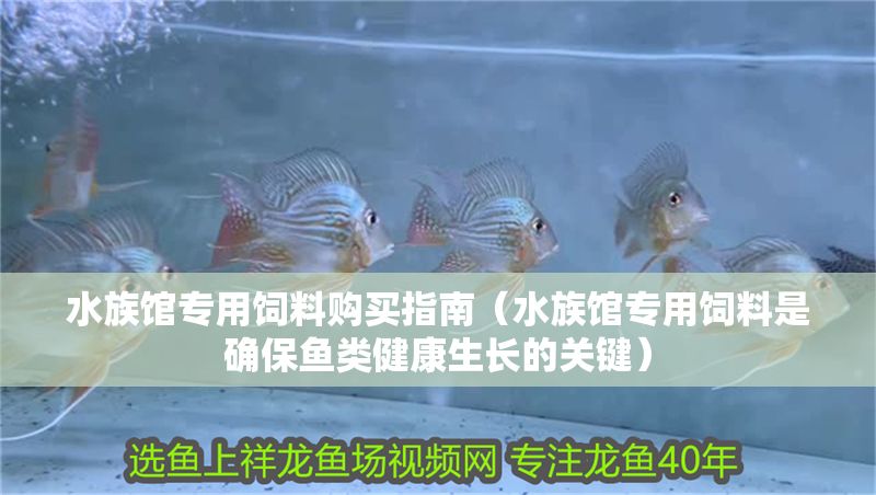 水族館專用飼料購買指南（水族館專用飼料是確保魚類健康生長的關鍵）