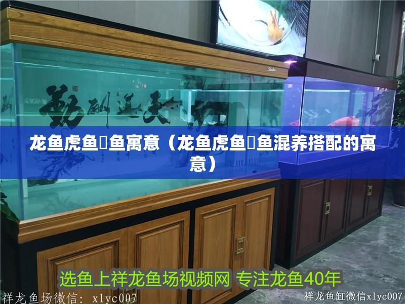 我的虎魚真菌感染了要怎么處理 龍魚虎魚魟魚寓意(龍魚虎魚魟魚混養(yǎng)搭配的寓意) 虎魚百科 龍魚虎魚魟魚寓意(龍魚虎魚魟魚混養(yǎng)搭配的寓意) 龍魚虎魚魟魚寓意(龍魚虎魚魟魚混養(yǎng)搭配的寓意) 虎魚百科