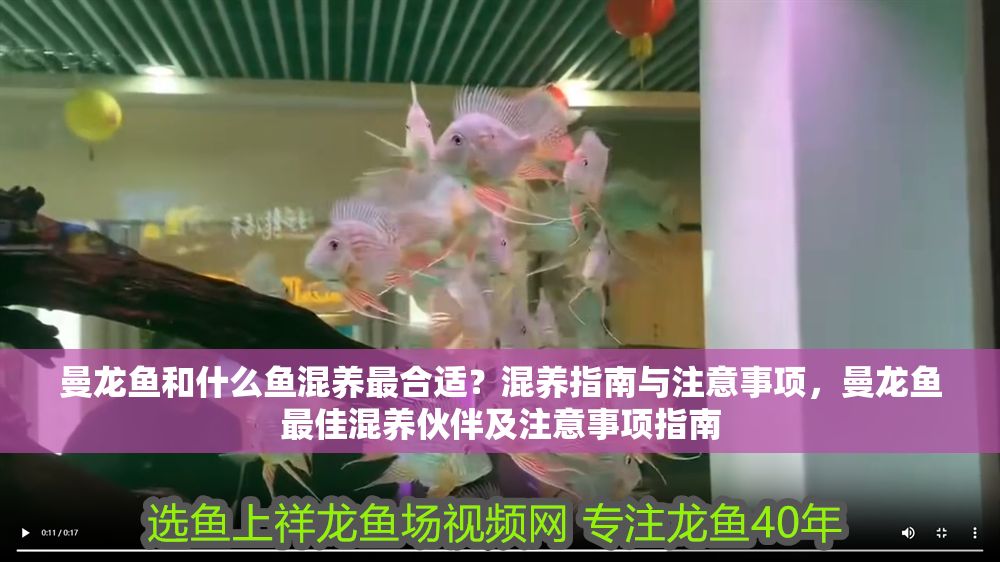 曼龍魚(yú)和什么魚(yú)混養(yǎng)最合適？混養(yǎng)指南與注意事項(xiàng)，曼龍魚(yú)最佳混養(yǎng)伙伴及注意事項(xiàng)指南