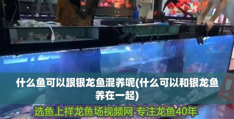 什么魚可以跟銀龍魚混養呢(什么可以和銀龍魚養在一起)
