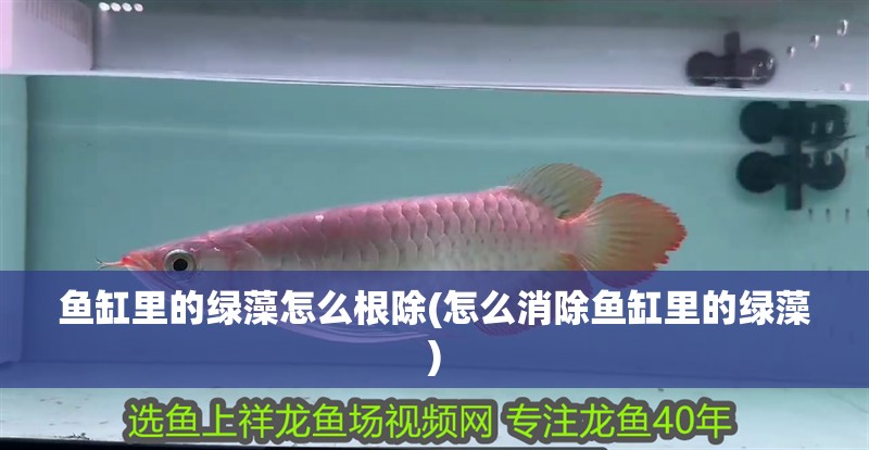 魚缸里的綠藻怎么根除(怎么消除魚缸里的綠藻) 魚缸里的綠藻怎么根除(怎么消除魚缸里的綠藻) 銀龍魚百科