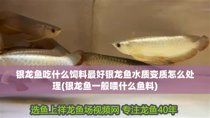 銀龍魚吃什么飼料最好銀龍魚水質變質怎么處理(銀龍魚一般喂什么魚料)