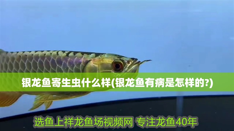 銀龍魚寄生蟲什么樣(銀龍魚有病是怎樣的?)