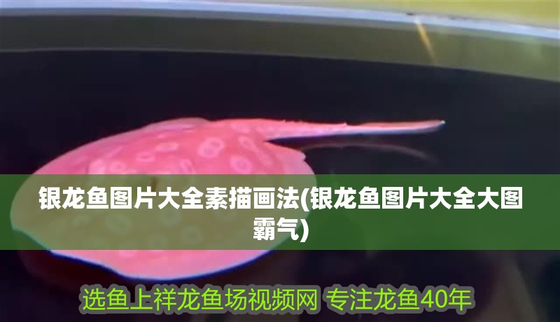 銀龍魚圖片大全素描畫法(銀龍魚圖片大全大圖霸氣)