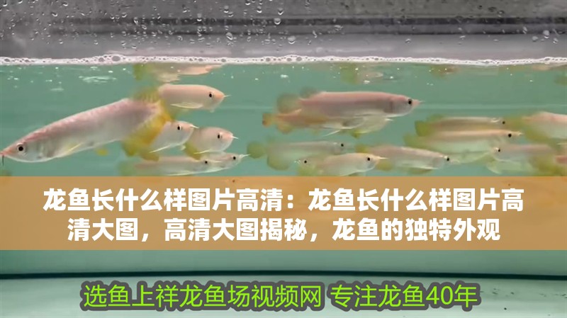 龍魚長什么樣圖片高清：龍魚長什么樣圖片高清大圖，高清大圖揭秘，龍魚的獨(dú)特外觀